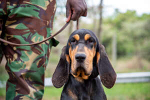 Jo - one of the dogs in the canine unit