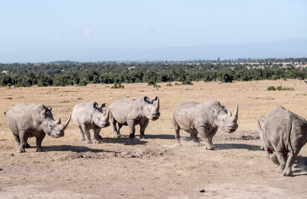 On The Scent: Meet the Dogs Protecting 200 Rhinos
