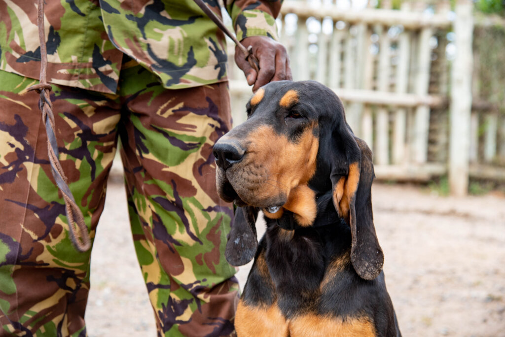 On The Scent: Meet the Dogs Protecting 200 Rhinos