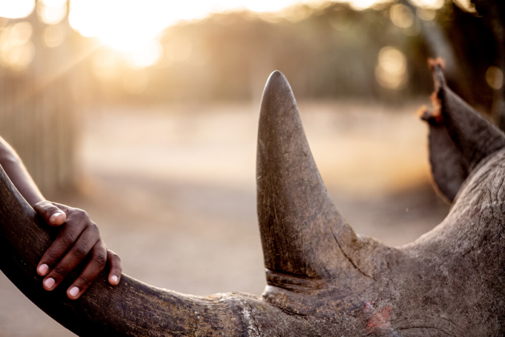 On The Scent: Meet the Dogs Protecting 200 Rhinos