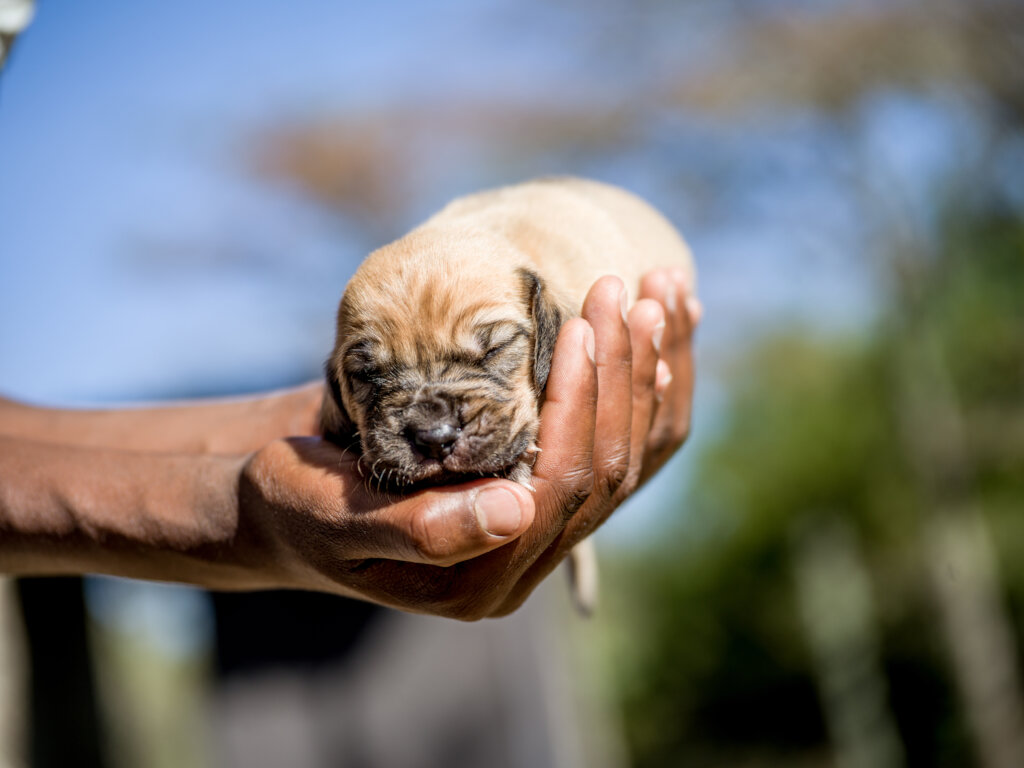 On The Scent: Meet the Dogs Protecting 200 Rhinos