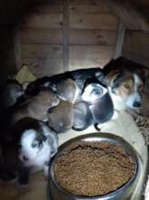 Feeding a cute Dog Family on our Farm.
