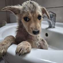 Sadly, we're rescuing more puppies these days