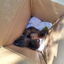 New abandoned puppies waiting for help