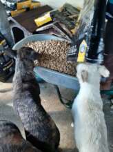 Our dogs are always excited about food deliveries
