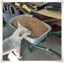Lunch time for our furry friends!