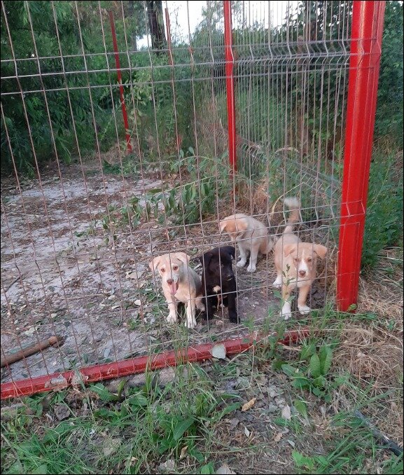 Hungry puppies