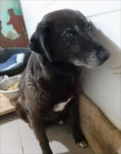 Old and ill dogs need special food