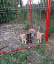 Hungry puppies
