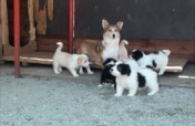 Food for 250 Street Dogs and 40 Cats in Romania