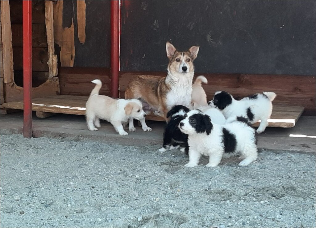 Food for 250 Street Dogs and 40 Cats in Romania