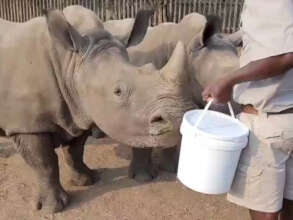 Angie's final milk feed