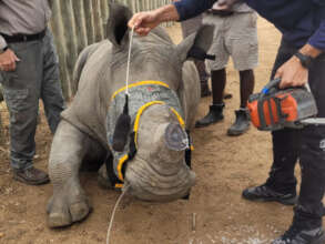 Bula's horn trimming procedure