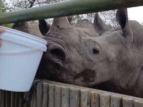 Bula's final milk feed