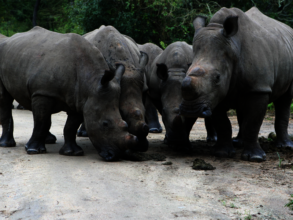 From left: Peter, Thaba, Eve and Esme