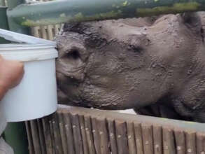 Eve's final milk feed