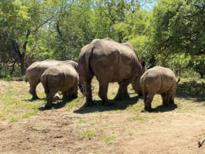 Four rhinos grazing peacefully