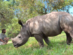 Peter enjoying his grazing time outside his boma