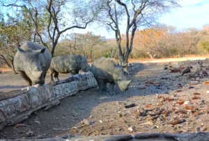 Inspecting the vulture restaurant