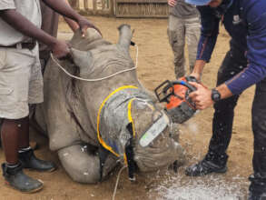 Mango's horn trimming procedure