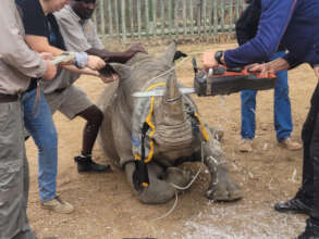 Peter's horn trimming procedure
