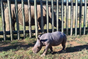 Thaba and Esme meet for the first time