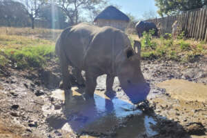 Thaba enjoying a mud bath