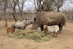 The fabulous foursome: Thaba, Vlooi, Esme & Mielie