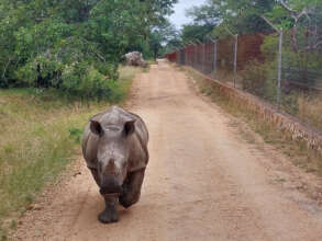 Following the truck back to the boma