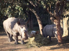 Yummy lucerne munchies