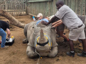 Thaba's horn trimming procedure