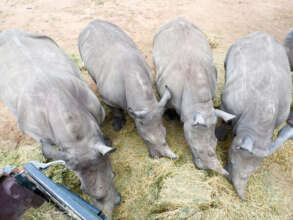The calves enjoying a lucerne feed