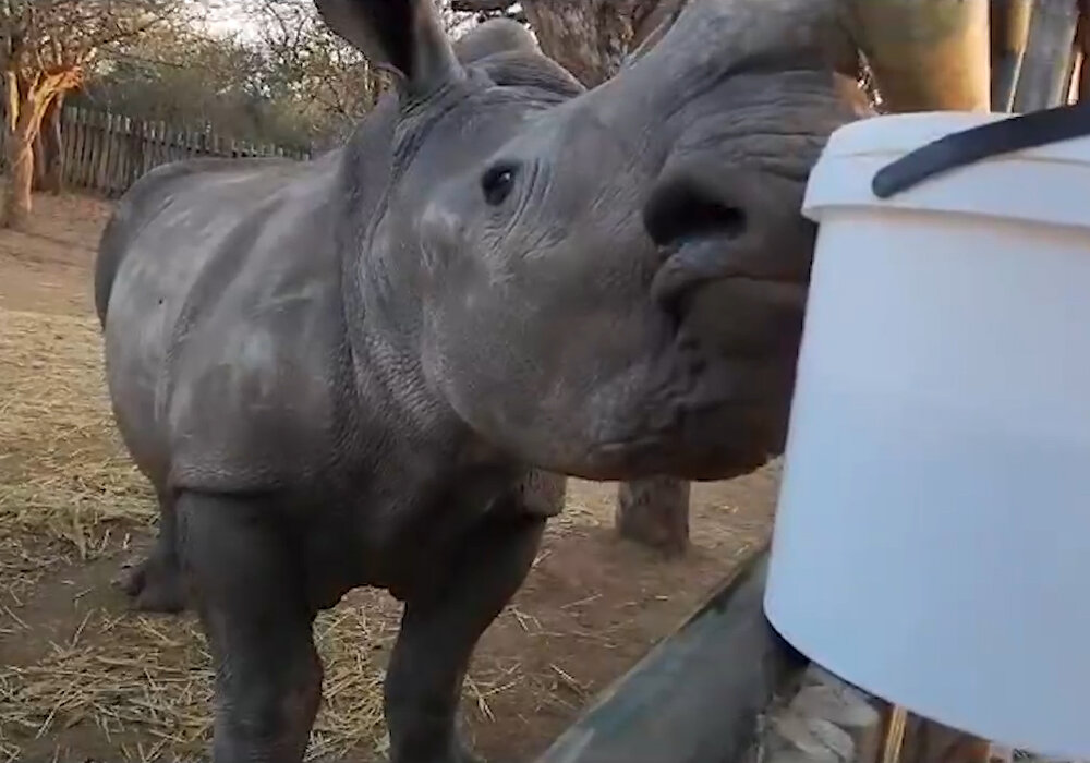 Help Raise Orphaned Baby Rhinos