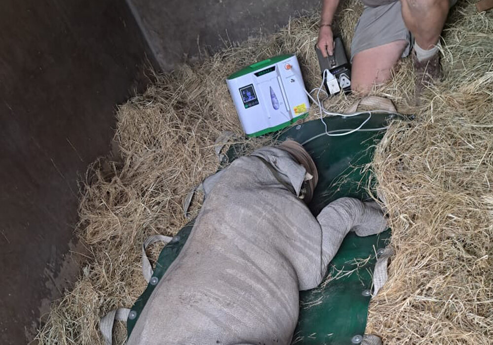 Help Raise Orphaned Baby Rhinos