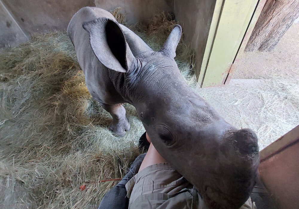 Help Raise Orphaned Baby Rhinos