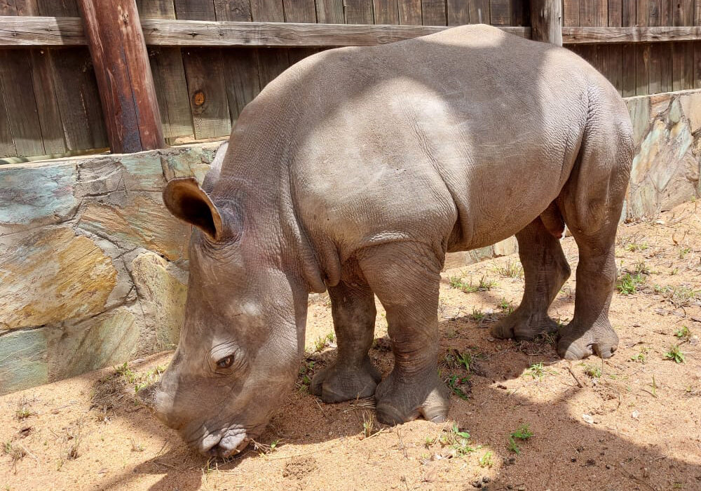 Peter exploring outside his boma