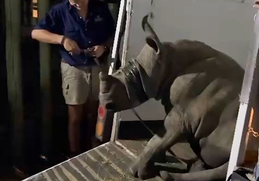Help Raise Orphaned Baby Rhinos