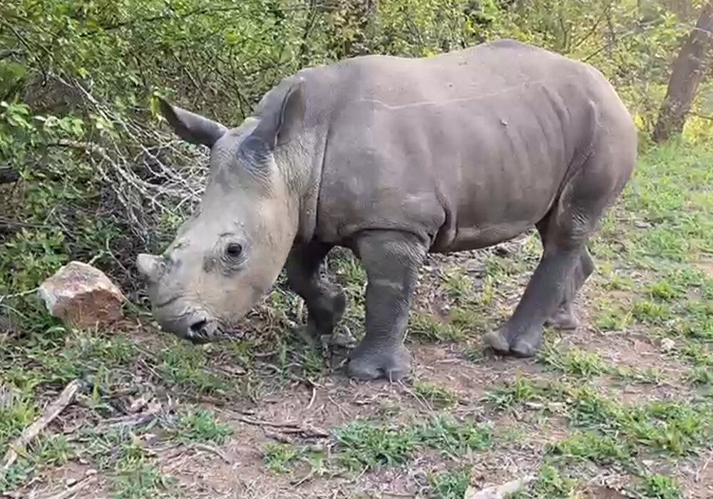 Help Raise Orphaned Baby Rhinos