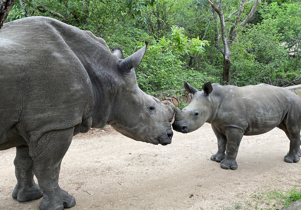 Help Raise Orphaned Baby Rhinos