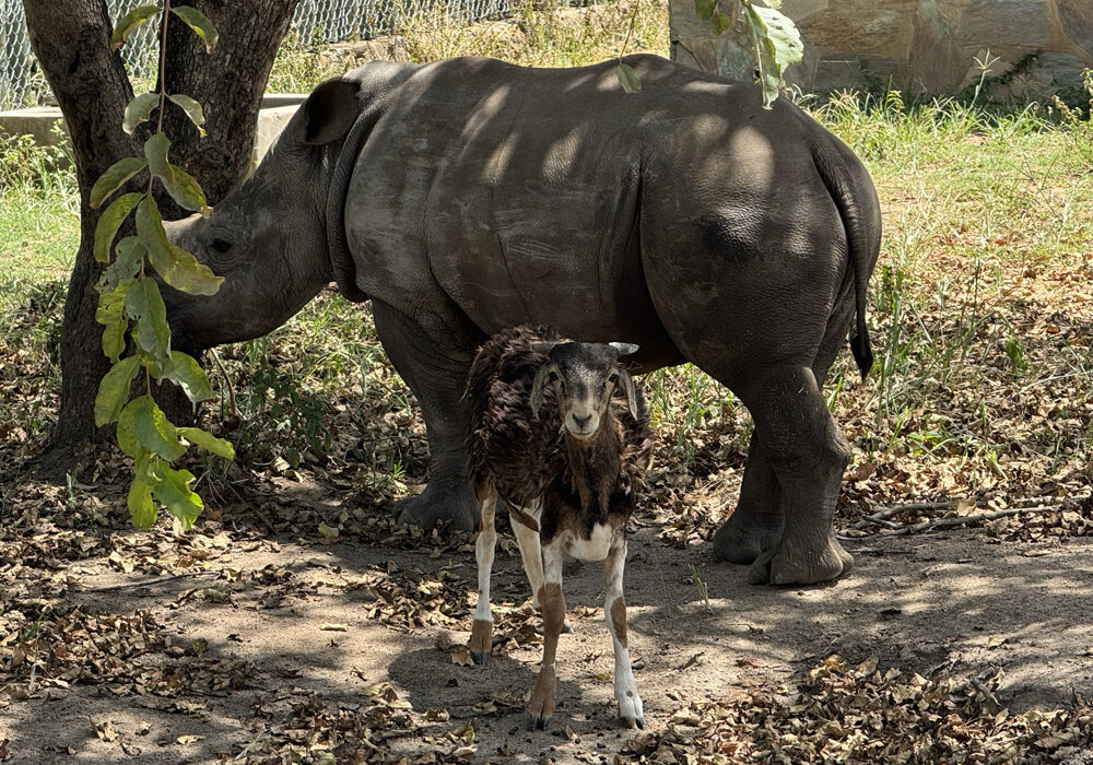 Help Raise Orphaned Baby Rhinos