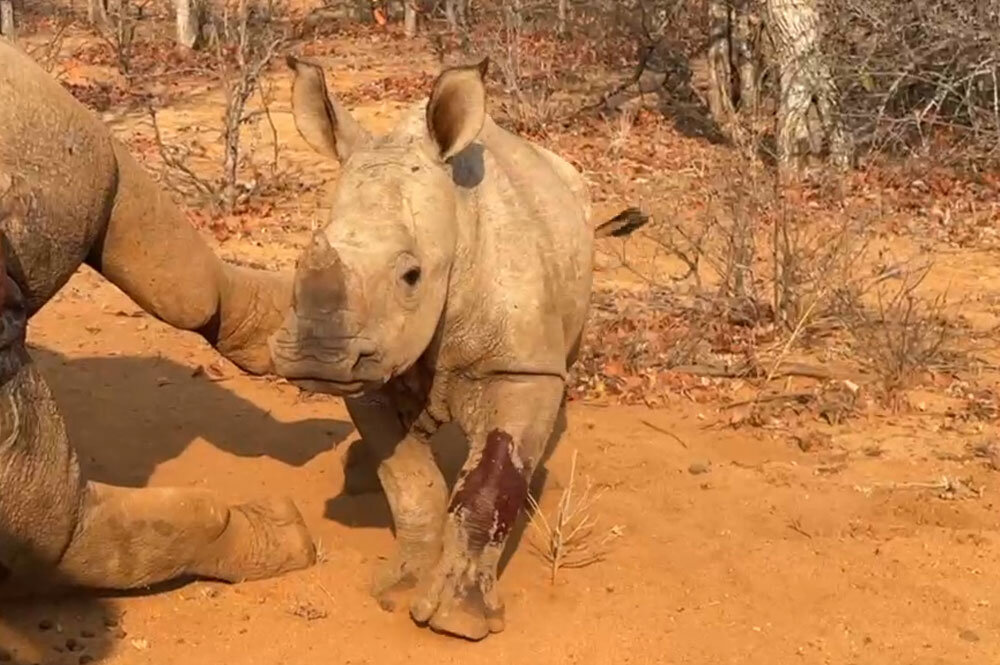 Help Raise Orphaned Baby Rhinos