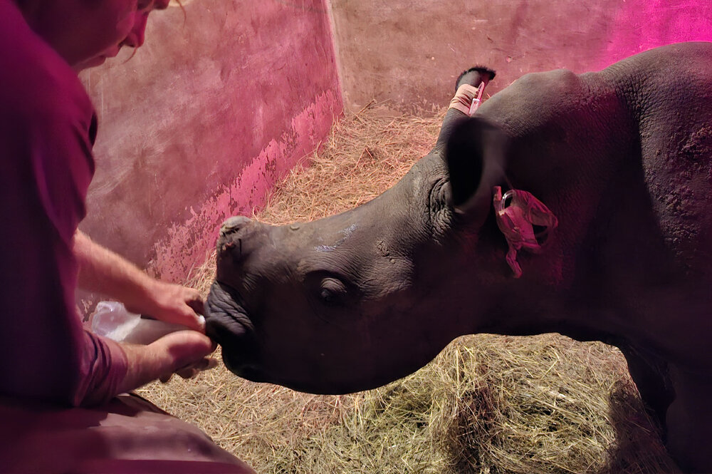 Eve getting her bottle in the quarantine boma