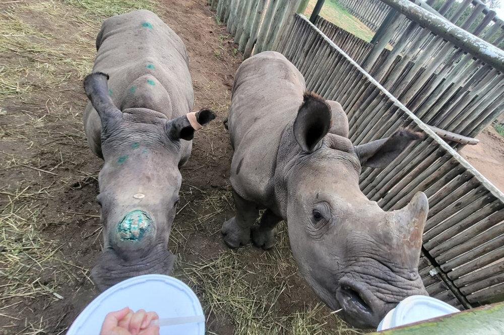 Eve getting a milk feed with new sister Angie