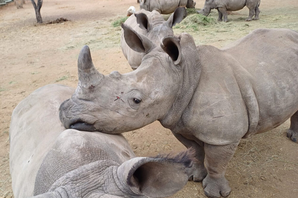 Help Raise Orphaned Baby Rhinos