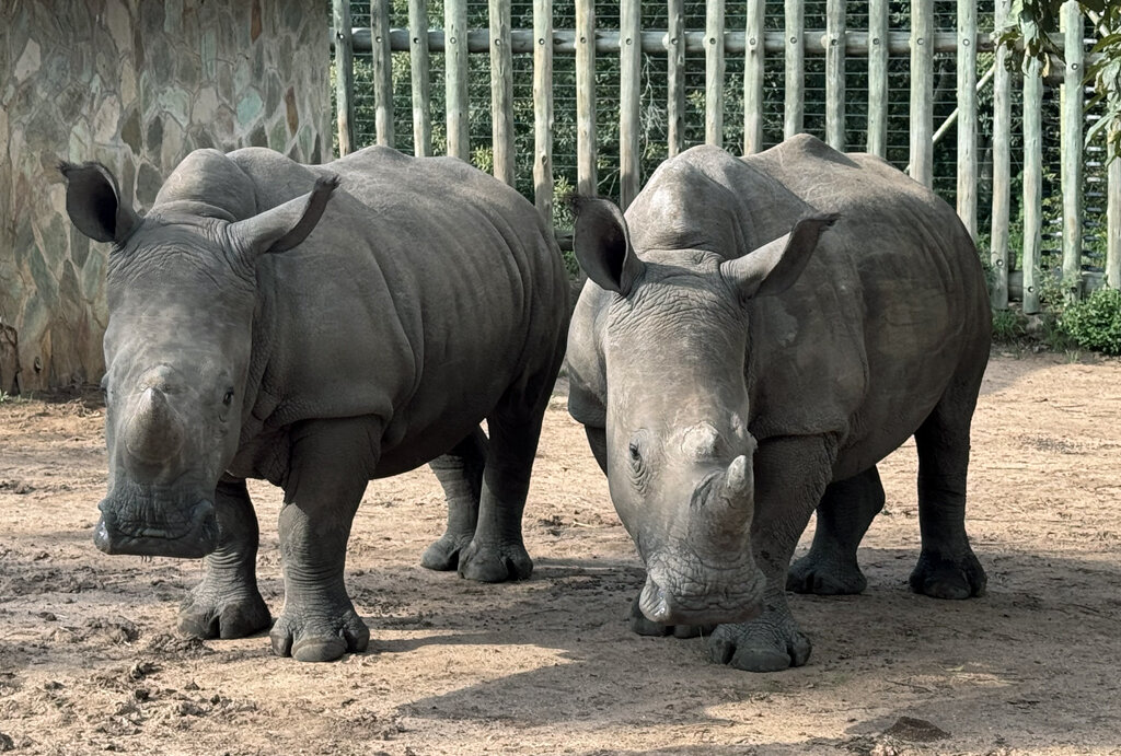Help Raise Orphaned Baby Rhinos
