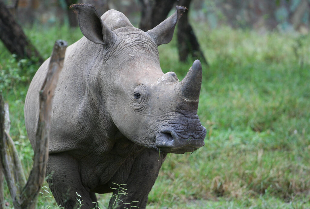 Help Raise Orphaned Baby Rhinos