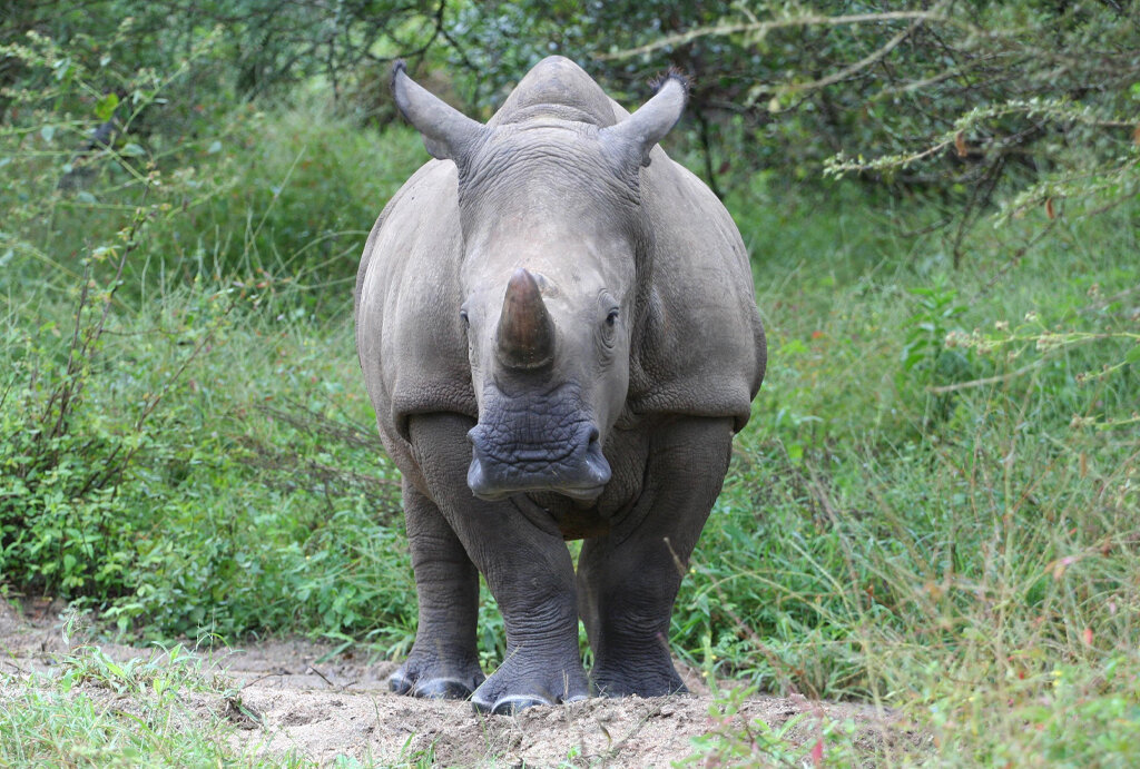 Help Raise Orphaned Baby Rhinos