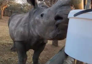 Thaba's last milk feed