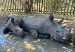 Peter and Bula share a mud bath