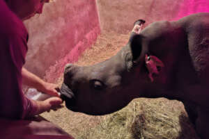 Eve getting her bottle in the quarantine boma
